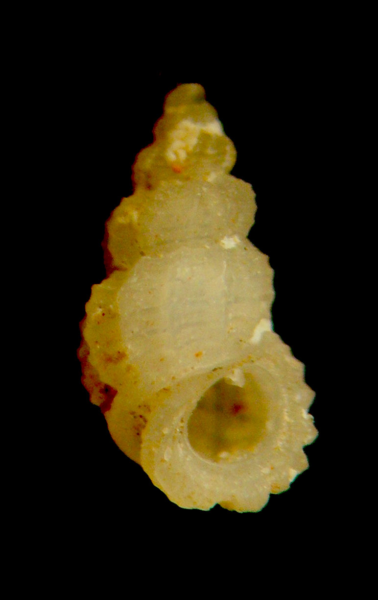 manzonia darwini